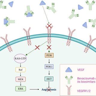 Bevacizumab And Its Biosimilars Mechanism Of Action Upon Entry