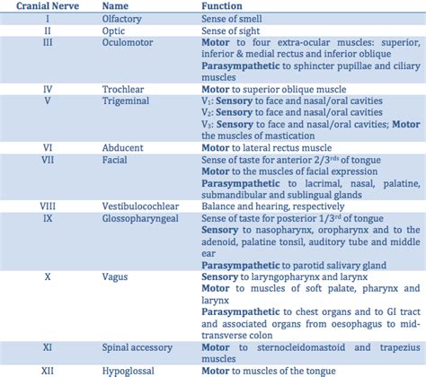 Cranial Nerve Overview - Applied Anatomy