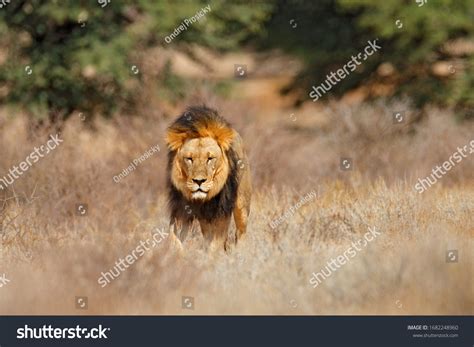 9,516 African Lion Habitat Images, Stock Photos, 3D objects, & Vectors ...