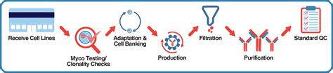 Roller Bottle Hybridoma Antibody Production Leinco Technologies