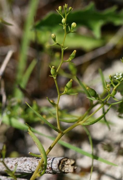 Thesium Humifusum Fleurs Sauvages De L Yonne FLSVY Et D Ailleurs