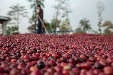 The Top Secret Life of the 1 & Only Coffee Cherry!