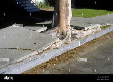 Powerful Pressure From Tree Roots Has Lifted And Cracked Sidewalk Along