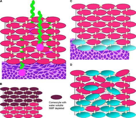 Structure And Function Of The Epidermal Barrier American Journal Of