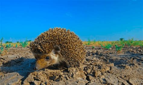 Indian Hedgehog Greenverz