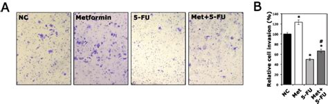 A The Effects Of Metformin Alone And In Combination With 5 Fu On Hep 2