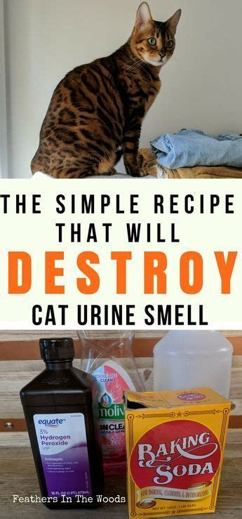 Remove cat pee smell permanently – Artofit