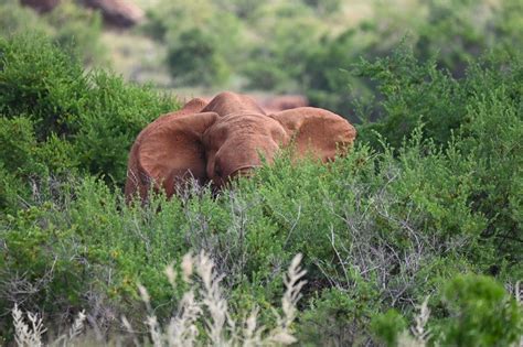 Un Tuffo Nella Magica Savana Dello Tsavo Fiorita Di Bianco