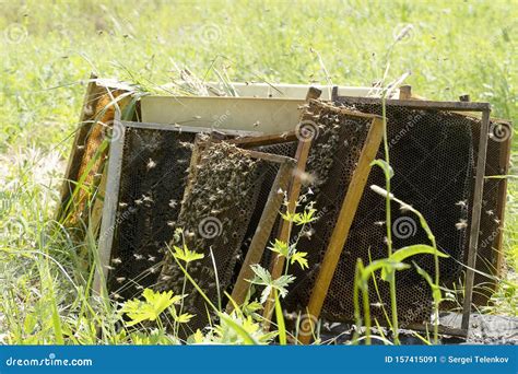 Abelhas Coletam Mel De Favos De Mel Insetos Colecionam Mel Num Campo