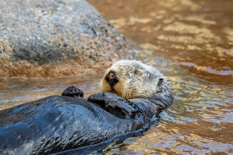 Marine Otter Endangered