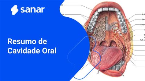 Acre Transferir Odio Cavidad Oral Netter Diferente Segundo Espere