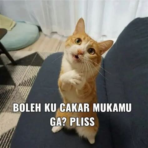 6 Meme Kucing Gambarkan Ekspresi Kesal Ini Bikin Gemas, Enggak Jadi ...