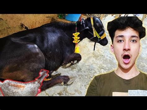 Qurbani Ka Bakra Ly Liya Online Bakra Order Kiya Prank Hogaya