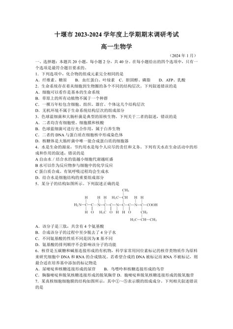 湖北省十堰市2023 2024学年高一上学期期末调研考试生物试题（含答案） 21世纪教育网