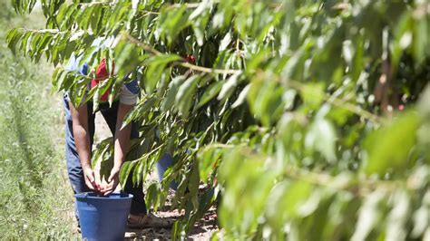 La recogida de la fruta en Aragón llega marcada por la incertidumbre