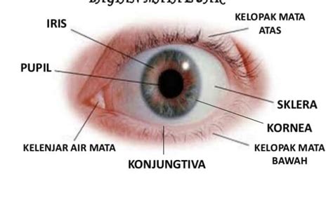 Detail Gambar Mata Dan Fungsinya Koleksi Nomer 20