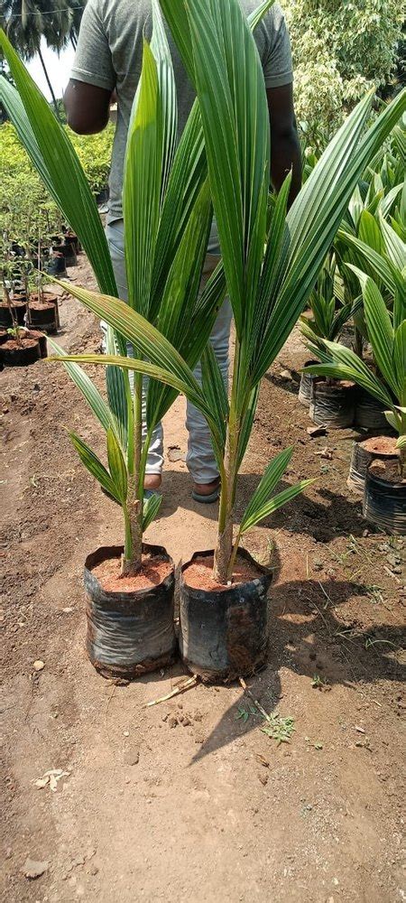 0 5 Years Well Watered Full Sun Exposure Hybrid Coconut Plants For