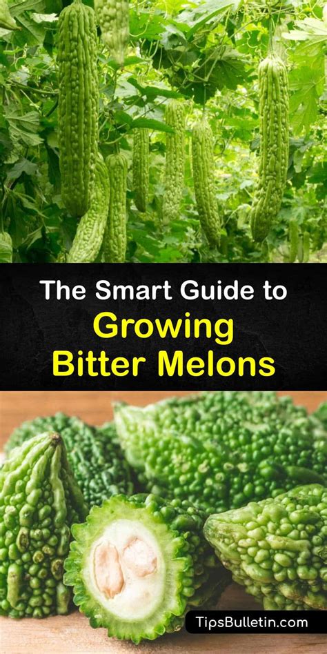 Growing Bitter Melon Plants Detailed Guide For Planting Bitter Melons