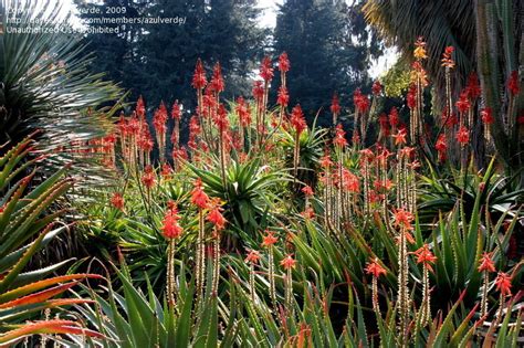 PlantFiles Pictures Aloe Species Torch Aloe Tree Aloe Mountain Bush