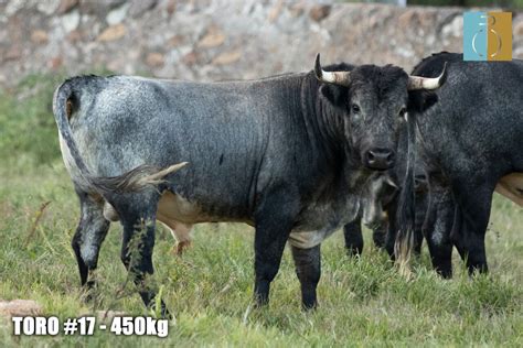 Estos Son Los Toros Para La Corrida Concurso De Ganader As De San