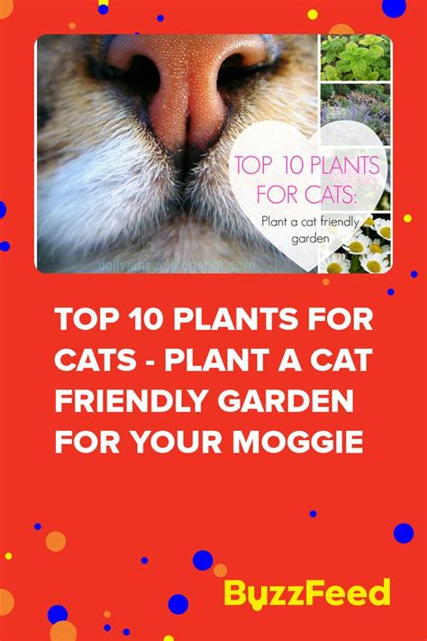 Top 10 Plants For Cats Plant A Cat Friendly Garden For Your Moggie