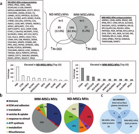 Venn Diagram Of Total Bm Mscs Microvesicles Proteome And Gene Ontology Download Scientific