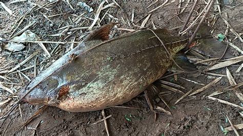 Rio Iva Estava Cheio Mas Deu Boa A Pescaria Resenha Das Boas