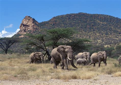 Elephant Herd Wallpaper | Gallery Yopriceville - High-Quality Free ...