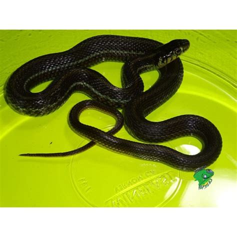 Lake Patzcuaro Garter Snake - Juveniles - Strictly Reptiles Inc.