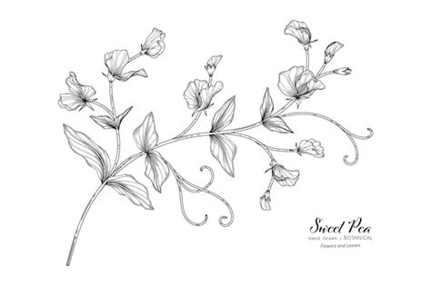 Premium Vector Collection Set Of Sweet Pea Flower And Leaves Drawing