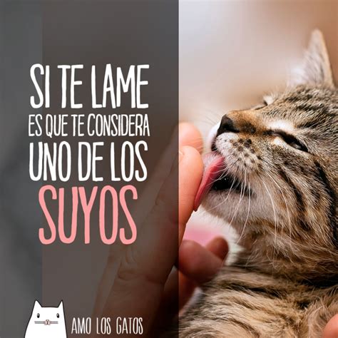 Memes Y Frases De Gatos Amo Los Gatos