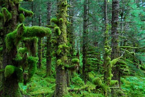 Afognak Forest Protection | EcoCart