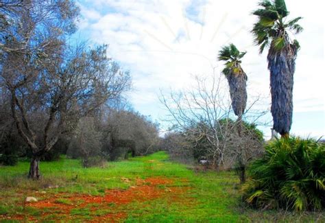 Pascaredda Vendita Terreno Agricolo Con Volumetria Ad Alessano