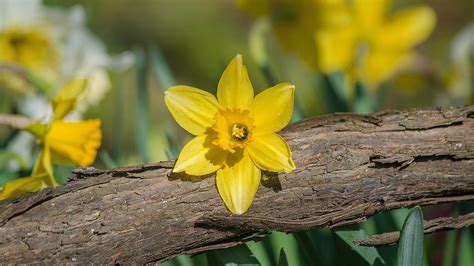 Spring Yellow Daffodil Flower On Broken Wood 4K HD Flowers Wallpapers ...