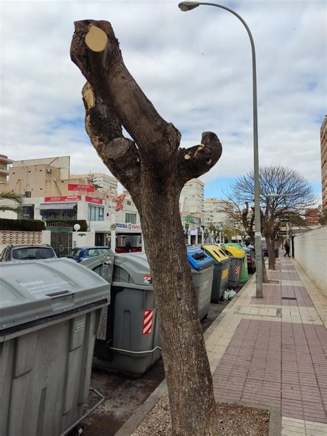 Los Árboles Mágicos by Oscar Gaitan on Twitter RT arbolesypaz