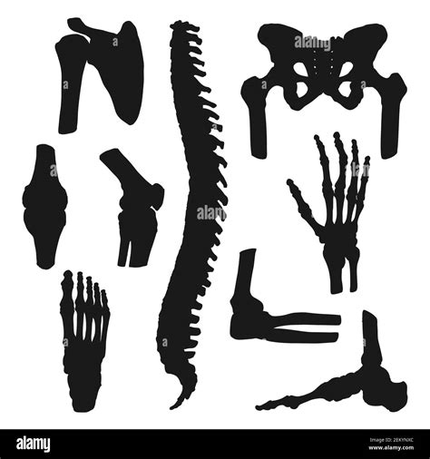 Human Joins And Bones Icons Anatomy And Orthopedic Medicine Symbols