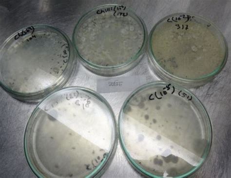 14 Investigation Of Bacterial Growth In The Spices Samples Download