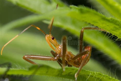 Closeup of Wheel Bug Nymph. Stock Image - Image of flower, wildflower: 268436071