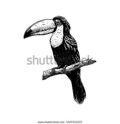 Hand Drawn Toucan Retro Realistic Isolated Stock Vector Royalty Free