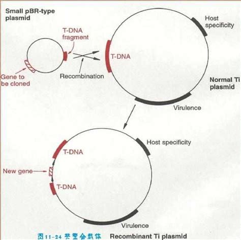 T Dna 快懂百科