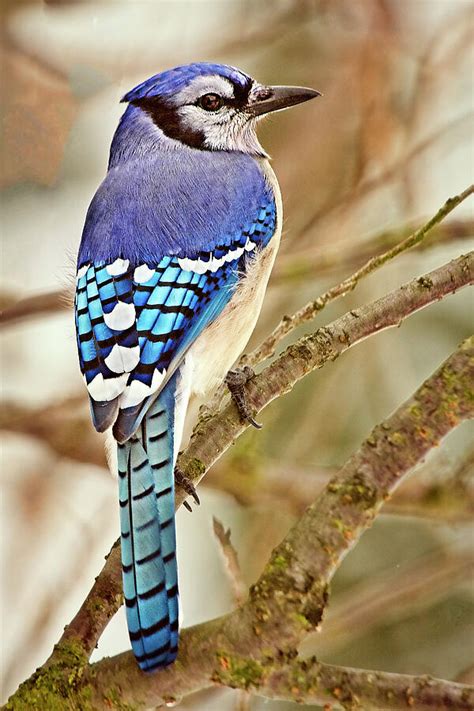 Blue Jay Photograph By Marcia Colelli Fine Art America