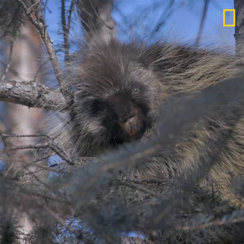 National Geographic Tv On Twitter Tonight On Lifebelowzerotv We Re