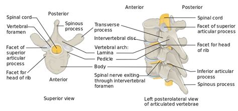 Typical And Atypical Lumbar Vertebrae Rwanda 24