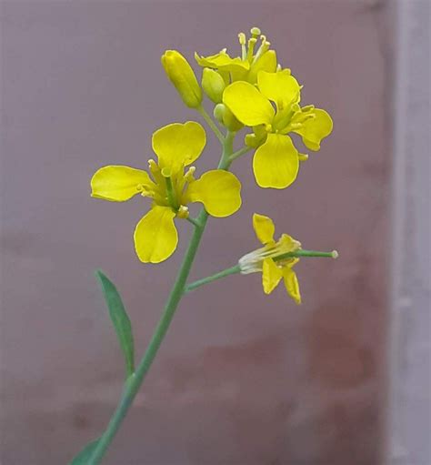 Mustard Plant Flowers | Mustard plant, Mustard flowers, Flowers