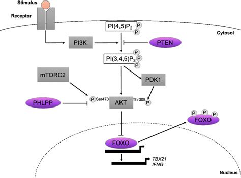 Foxo Signaling Pathway