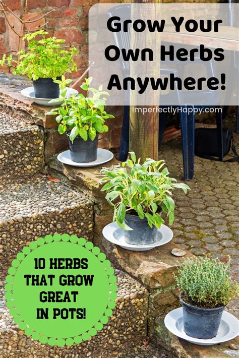 The 10 Easiest Herbs To Grow In A Pot Or Container Easy Herbs To Grow