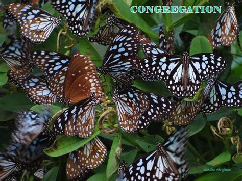 Beautiful garden - Review of Butterfly Safari Park, Thenmala, India ...