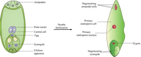 Differentiate Between Endosperm And Embryo Explaining, 52% OFF