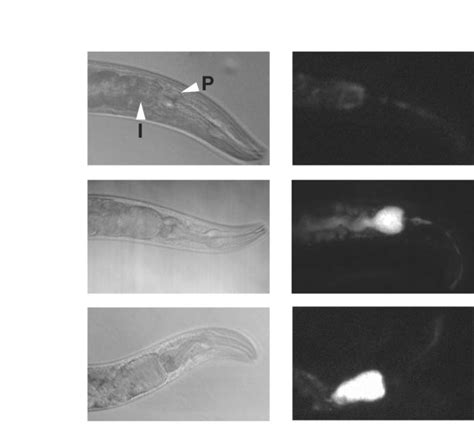 Caenorhabditis Elegans Mutants With Enhanced Susceptibility To