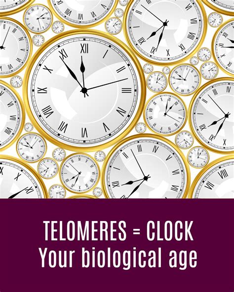 Telomeres Your Ultimate Biological Clock Ageless Epigenetics